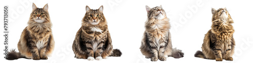 Cat PNG set - sitting photo of happy Siberian cat isolated transparent background