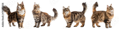 Fotografie Cat PNG set - standing photo of happy American Bobtail isolated transparent back