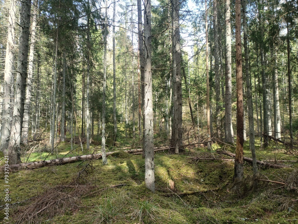 Kurtuvenai regional park during cloudy day. Pine tree forest. Footpath in woodland. Moss growing on soil. Some small grass and tress growing in woods. Summer season. Kurtuvenu regioninis parkas.