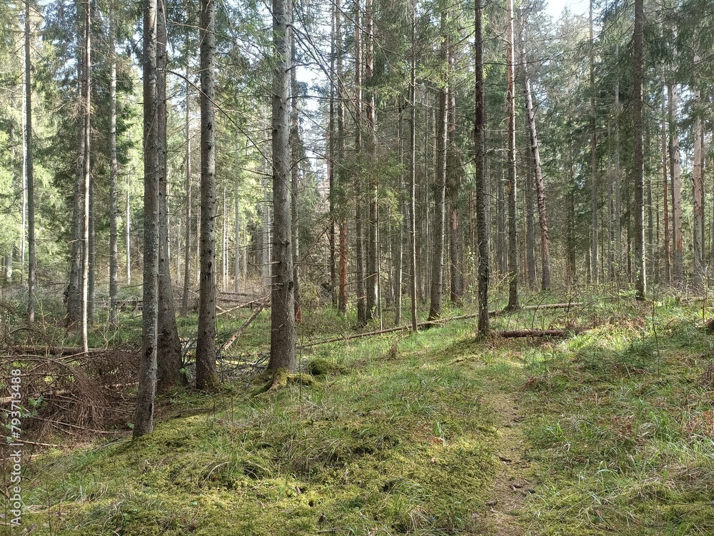 Kurtuvenai regional park during cloudy day. Pine tree forest. Footpath in woodland. Moss growing on soil. Some small grass and tress growing in woods. Summer season. Kurtuvenu regioninis parkas.