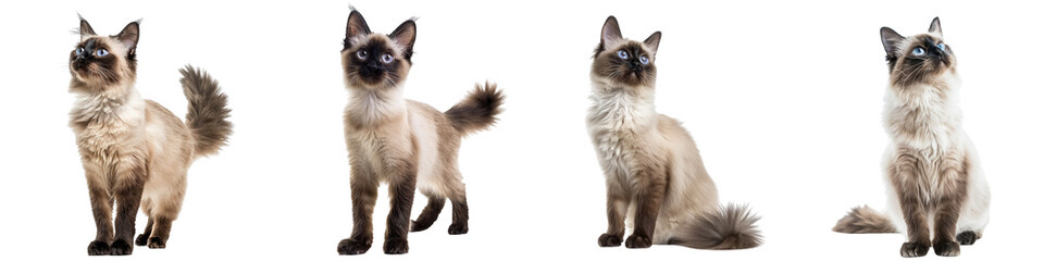 Cat PNG set - standing photo of happy Balinese cat isolate transparent background