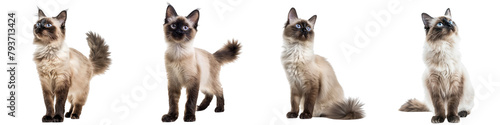 Konstfotografi Cat PNG set - standing photo of happy Balinese cat isolate transparent backgroun