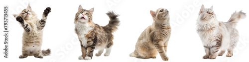 Cat PNG set - standing photo of happy Australian Mist cat transparent background