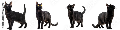 Cat PNG set - standing photo of happy Bombay cat isolated transparent background