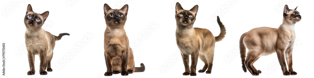 Cat PNG set - standing photo of happy Burmese cat isolated transparent background