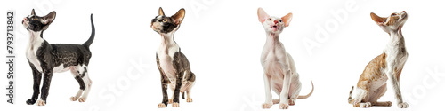 Принти на полотні Cat PNG set - standing photo of happy Cornish Rex isolated transparent backgroun