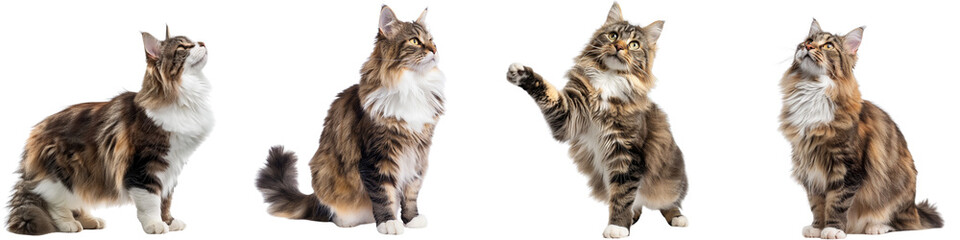Cat PNG set - standing photo of happy Norwegian Forest cat isolated transparent background