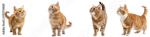Canvastavla Cat PNG set - standing photo of happy Munchkin cat isolated transparent backgrou
