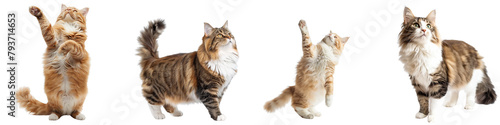Fotografie Cat PNG set - standing photo of happy Ragamuffin cat isolated transparent backgr