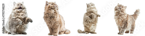 Fotografie Cat PNG set - standing photo of happy Selkirk Rex isolated transparent backgroun