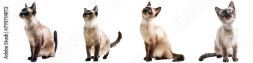 Foto Cat PNG set - standing photo of happy siamese cat isolated transparent backgroun
