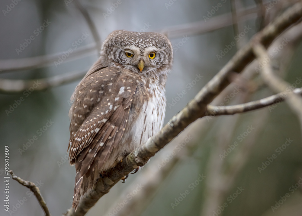 Eurasian Pigmy Owl in a fir grove in spring Eurasian Pigmy Owl in a fir grove in spring