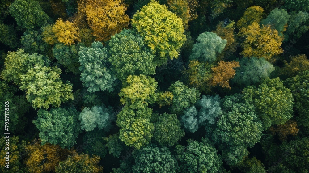 Aerial view of a dense forest with vibrant foliage. Copy Space. Aerial view of a dense forest with vibrant foliage. Copy Space.