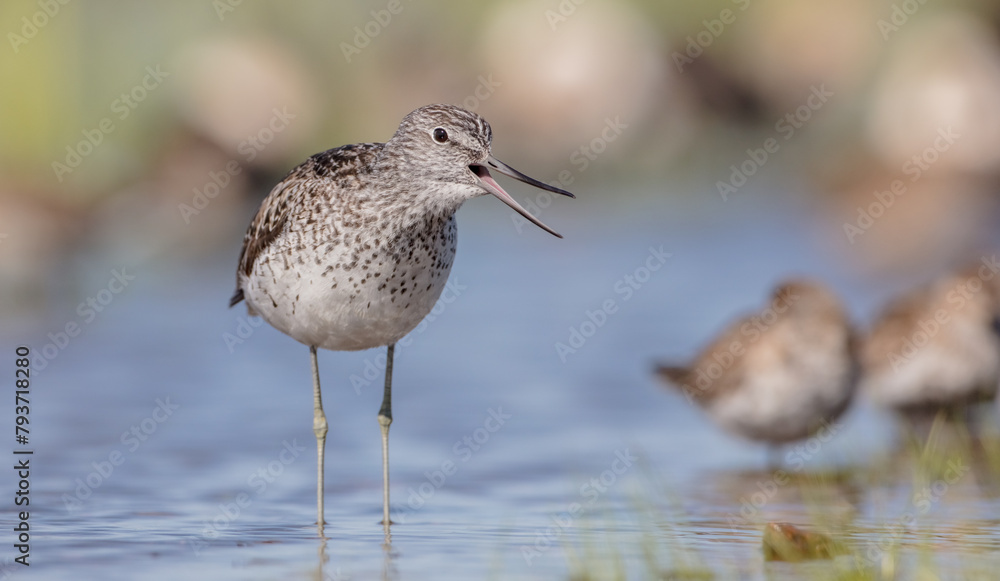 Common Greenshank feeding at a wetland in spring on a migration way Common Greenshank feeding at a wetland in spring on a migration way