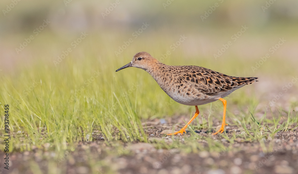 Ruff -  female feeding at the wetland on the mating season in spring