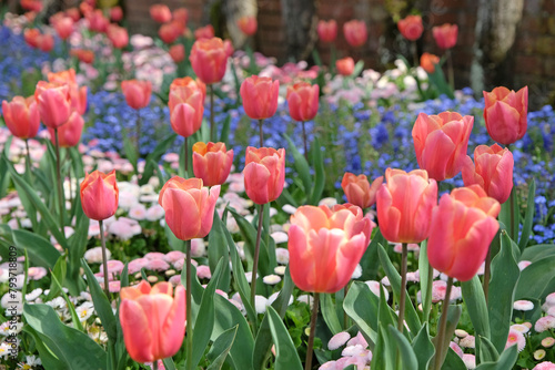 Apricot pink Fosteriana hybrid tulip, tulipa ‘Poco Loco’ in flower, naturalised in a bed of forget me nots. photo