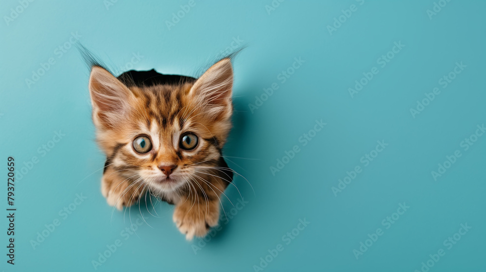 Cute kitten sticking its head out of the hole in color paper background