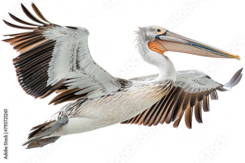 A pelican glides, pouch swollen with fish © Venka