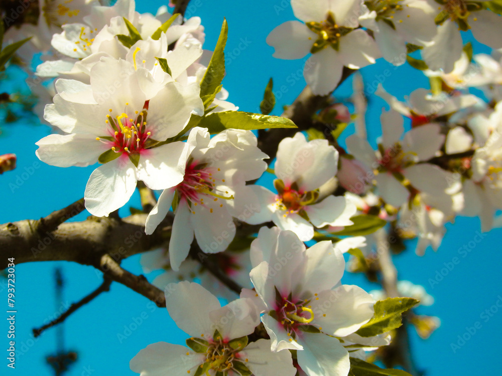 Obraz premium Peach blossoms in the garden in spring. Beautiful inflorescences against the blue sky. A branch of a flowering peach tree with many white and pink flowers