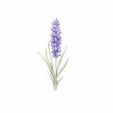 A watercolor painting of a lavender flower.