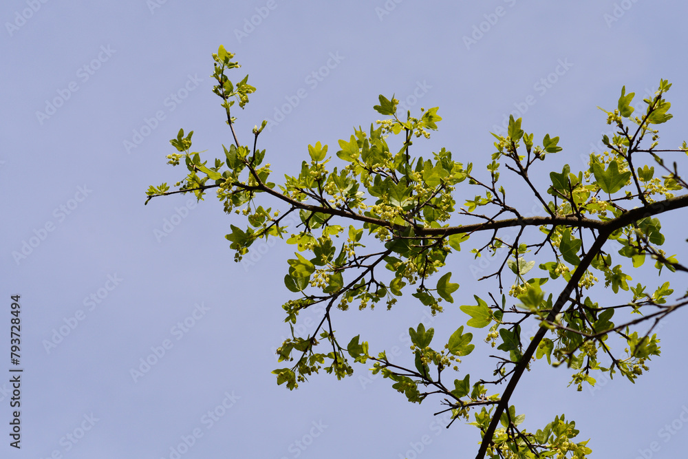 Cretan maple branch with leaves in spring Cretan maple branch with leaves in spring