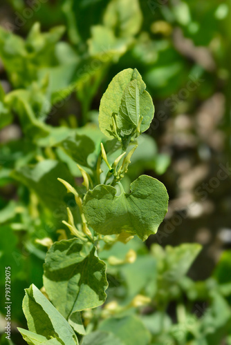Wallpaper Mural Common birthwort leaves and flower buds Torontodigital.ca