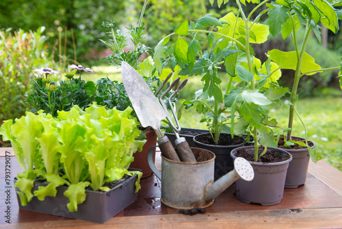 gardening tools with lettuce ready to plant  and vegetable seedlings on a table in garden  at springtime © coco