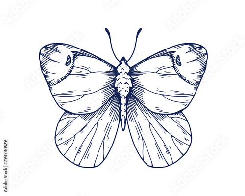 Anthocharis damone, butterfly in vintage detailed style. Eastern orange tip m...