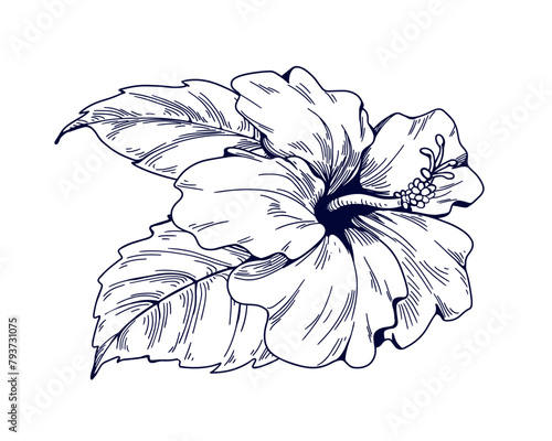 Hibiscus flower, vintage botanical drawing, detailed engraving. Floral bloom ...