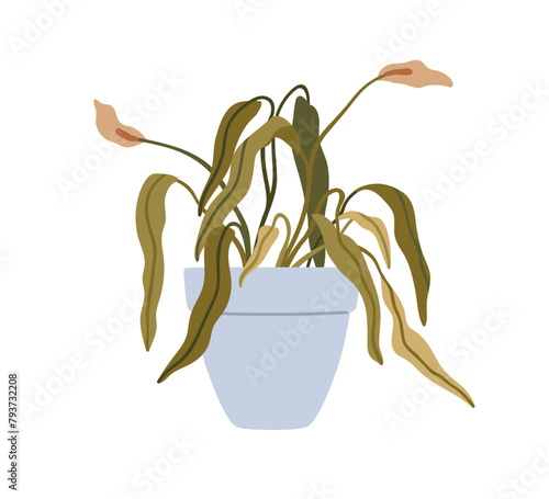 Withered faded leaf plant. Wilted dry houseplant with dead flowers in pot. Unhealthy spathiphyllum in flowerpot, leaves poor bad condition. Flat vector illustration isolated on white background
