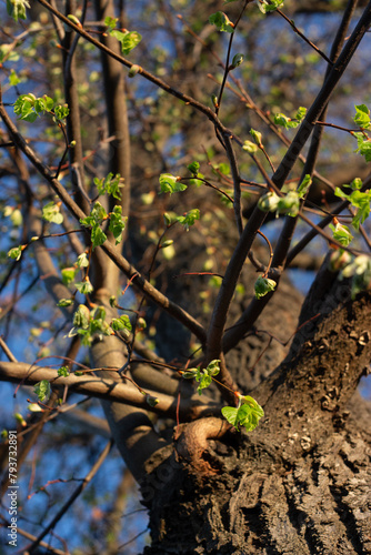 tree in spring