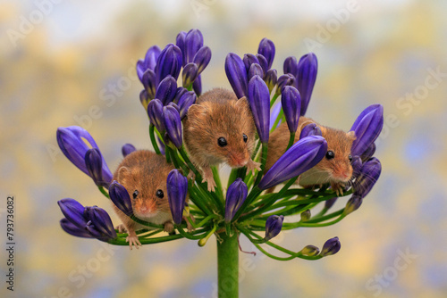 3 UK field mice sit on top of an Agapanthus flower head