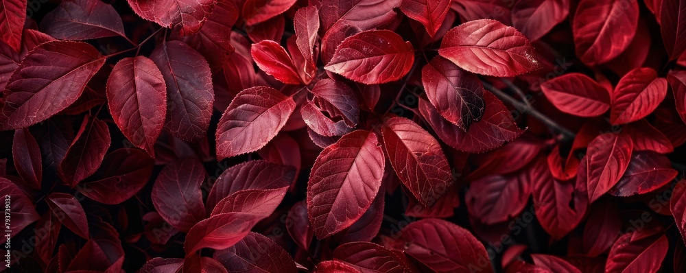 Red leaves background, burgundy foliage texture, nature backdrop, fuchsia color, gothic and dark art concept in the style of nature