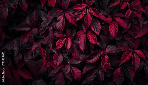 Red leaves background  burgundy foliage texture  nature backdrop  fuchsia color  gothic and dark art concept in the style of nature