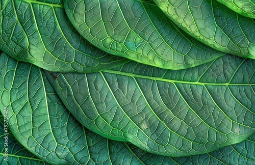 green leaves background, nature, leaf with veins