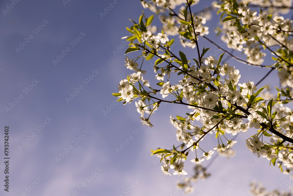 white flowers on cherry trees in the orchard white flowers on cherry trees in the orchard