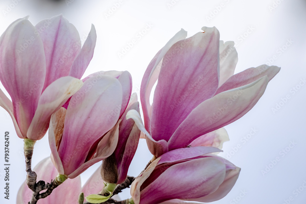 Fototapeta premium Magnolia Sulanjana flowers with petals in the spring season. beautiful pink magnolia flowers in spring, selective focusing.