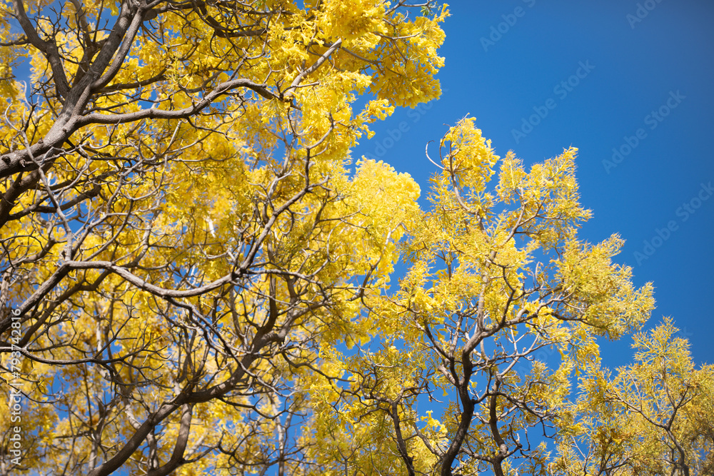 Yellow blossom tree on blue sky background. Spring blossom, branch of a blossoming tree. Yellow blossom tree on blue sky background. Spring blossom, branch of a blossoming tree.