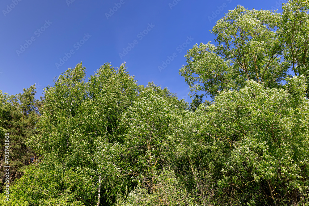 mixed forest with green foliage on trees in clear weather mixed forest with green foliage on trees in clear weather