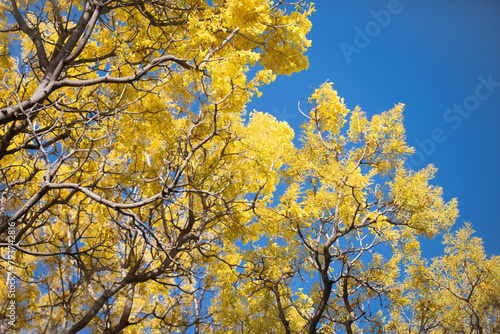 Yellow blossom tree on blue sky background. Spring blossom, branch of a blossoming tree.