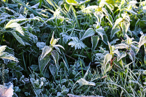 Photo of nettle leaves and dandelion flowers covered in frost. Close up partial focus. Spring morning frosts.