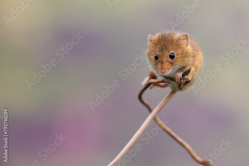 A UK field mouse perches on a wooden twig