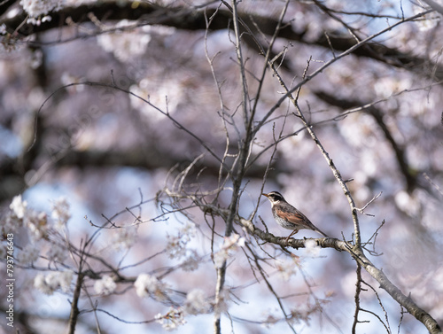 桜の木に止まる野鳥