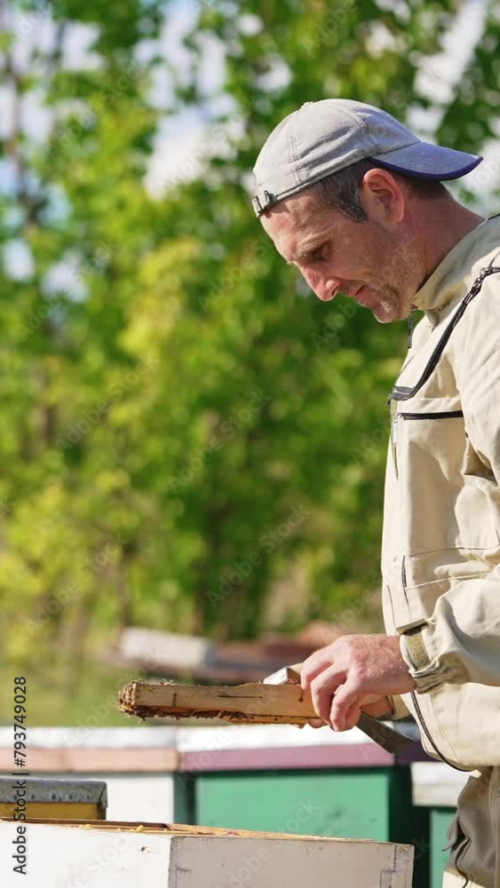 Apiculturist pulls the empty honey frames with few bees on out of the hive. Beekeeper checks up his farm on sunny day. Vertical video Apiculturist pulls the empty honey frames with few bees on out of the hive. Beekeeper checks up his farm on sunny day. Vertical video