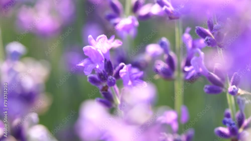 Lavender fields with fragrant purple flowers bloom at sunset. Lush lavender bushes in endless rows. Organic Lavender Oil Production in Europe. Garden aromatherapy. Slow motion, close up Lavender fields with fragrant purple flowers bloom at sunset. Lush lavender bushes in endless rows. Organic Lavender Oil Production in Europe. Garden aromatherapy. Slow motion, close up