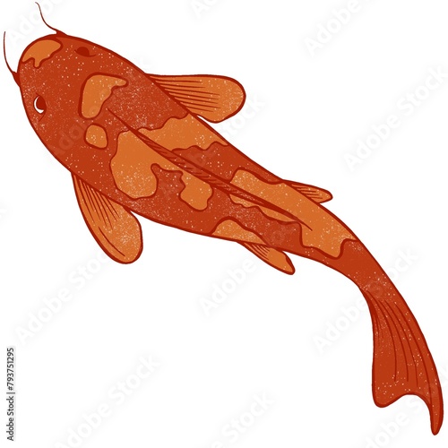 illustration of red carp fish on a white background. isolated fish