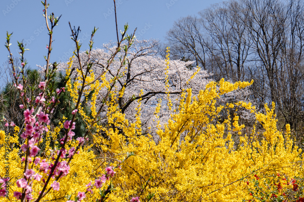 Cherry blossoms blooming in the Tohoku region of Japan Cherry blossoms blooming in the Tohoku region of Japan