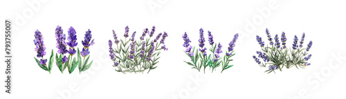 Varieties of Lavender Watercolor. Vector illustration design.