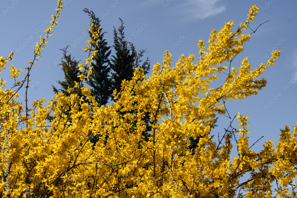 Fototapeta premium Forsythia blooming in the Tohoku region