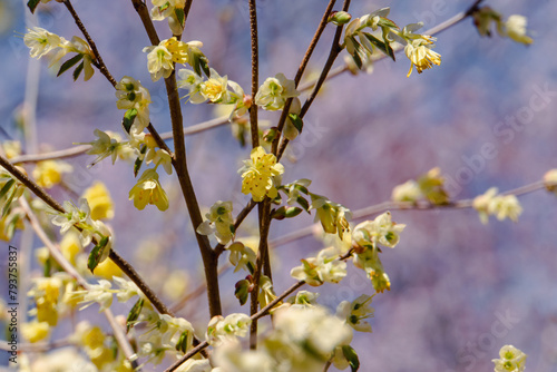 small yellow flowers blooming on the tree (corylopsis)